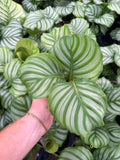 Calathea Orbifolia