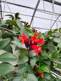 Aeschynanthus 'Lobbianus' | Plante Rouge-à-lèvres