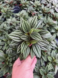 Peperomia Caperata 'Rosso'
