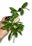Hoya Carnosa ‘Krimson Queen’ | Plante de cire