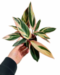 Stromanthe Sanguinae ‘Triostar’ | Calathea