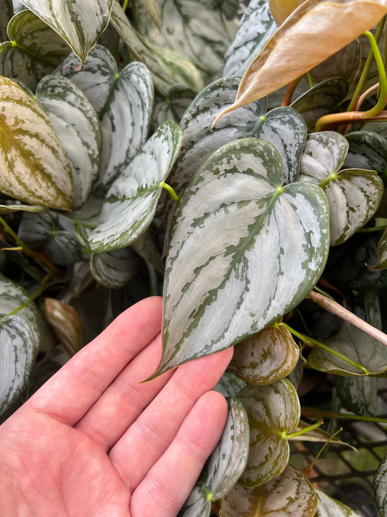 philodendron brandtianum soil Philodendron Brandtianum