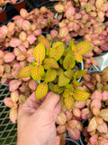Fittonia 'Skeleton'