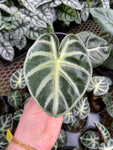 ALOCASIA 'MANDALAY'