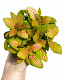 Fittonia 'Skeleton'