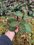 Begonia 'Manaus' | Bégonia