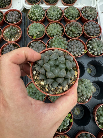 Haworthia 'Cooperi'