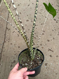 Alocasia 'Zebrina'
