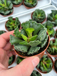 Adromischus Cristatus 'Crinkle-Leaf Plant'