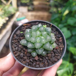 Haworthia 'Cooperi'