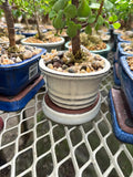 Bonsaï - Ficus Ginseng