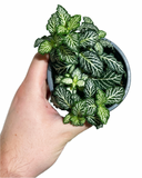 Fittonia 'Mini White'