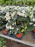 Stephanotis Floribunda | Jasmin de Madagascar *Floraison Terminée*