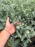 Eucalyptus Pulverulenta 'Baby Blue' (en pot)
