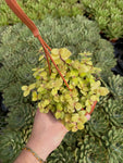 Callisia Repens 'Golden Nugget'