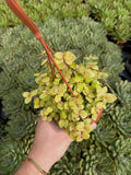 Callisia Repens 'Golden Nugget'