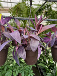 Tradescantia Pallida 'Purple Heart'