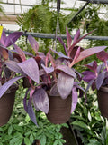 Tradescantia Pallida 'Purple Heart'