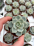 Echeveria 'Lola'