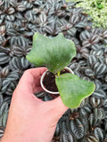 Platycerium Angolense | Platycerium Elephantotis