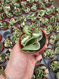 Hoya Carnosa Compacta Variegata |  Hoya Hindu Rope