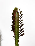 Euphorbia trigona 'Rubra' | Euphorbe Rouge