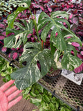 Monstera Deliciosa 'Albo'