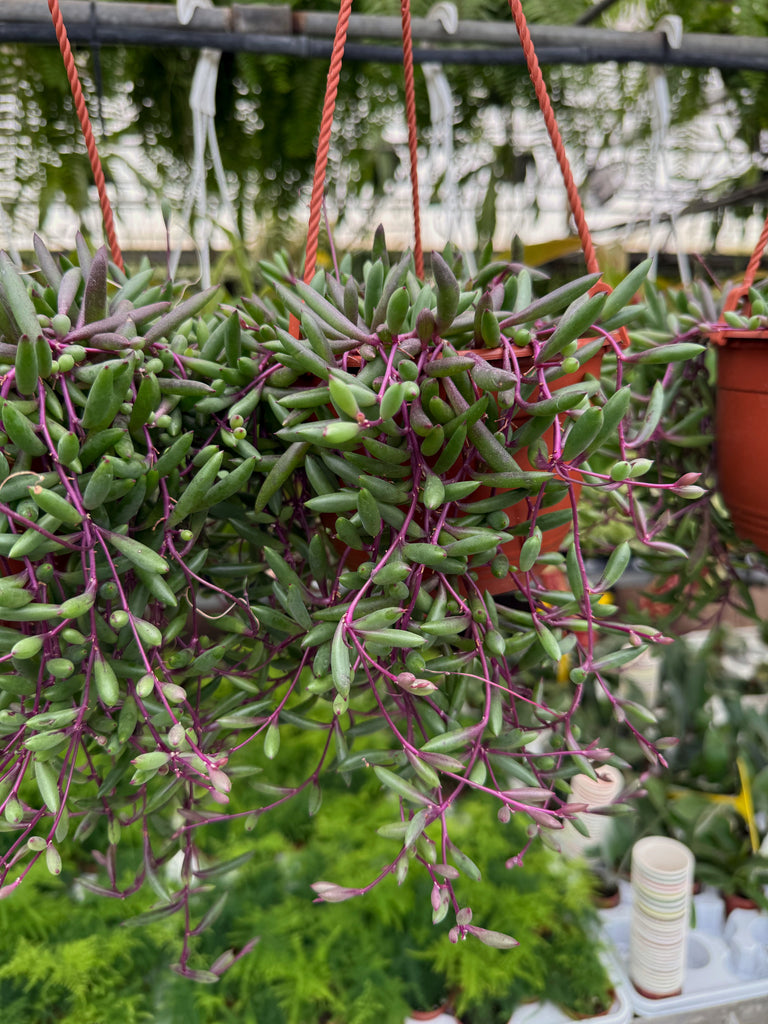 succulent purple stem green leaves Senecio Herreianus 'Purple Flush'