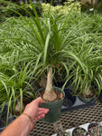 Elephant Foot | Beaucarnea Recurvata