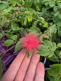 Calliandra Tergemina