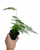 Asparagus Plumosus | Asparagus Fern | Asparagus 'Setaceus'