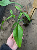 Philodendron Joepii