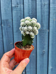 Cactus Greffé #4