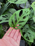 Monstera Esqueleto (Juvenile) | Monstera Epipremnoides
