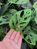 Monstera Esqueleto (Juvenile) | Monstera Epipremnoides