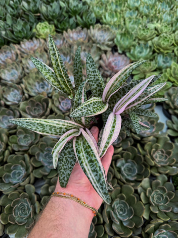 Ledebouria Socialis Variegata | Leopard Lily Variegata