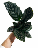 Calathea Ornata 'Pinstripe'