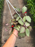 Episcia Cupreata 'Pink Mahogany'