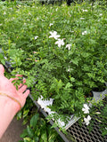 Jasminum Officinale | Jasmin blanc