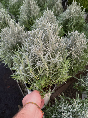 Arbre de Lavande | Lavandula Angustifolia