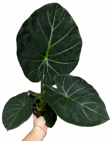 Alocasia ‘Regal Shield’