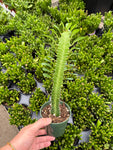 Euphorbia Trigona