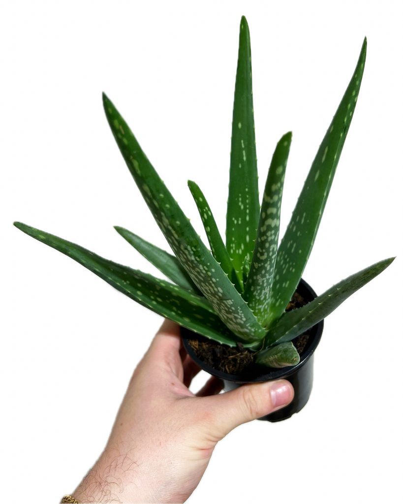 aloe vera plant walmart canada Aloe Vera 'Barbadensis'