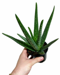 Aloe Vera 'Barbadensis' | Aloe