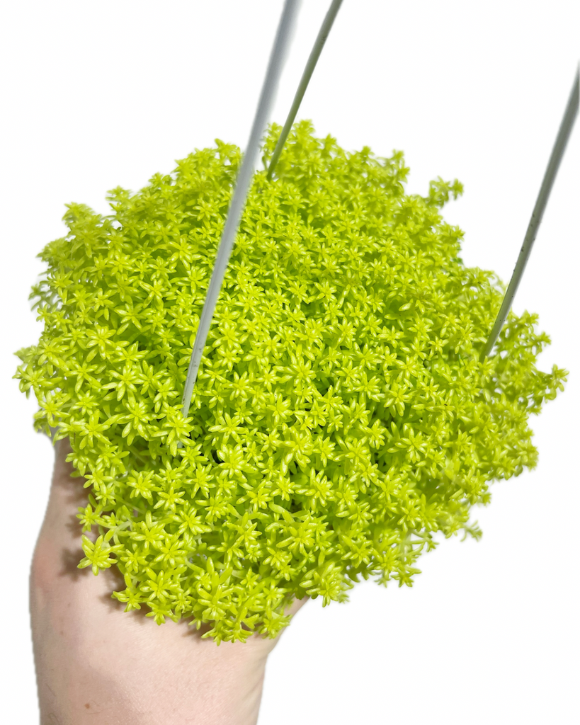 tokyo sun succulent Sedum Japonicum 'Tokyo Sun' – Végétal Design Qc
