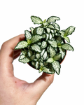 Fittonia 'Mini White'