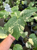 Monstera 'Mint'