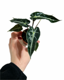 Alocasia Amazonica 'Bambino'