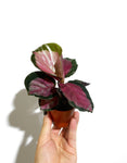 Calathea Roseopicta 'Rosy'