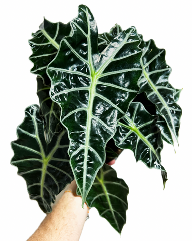 Alocasia Polly | Alocasia Amazonica